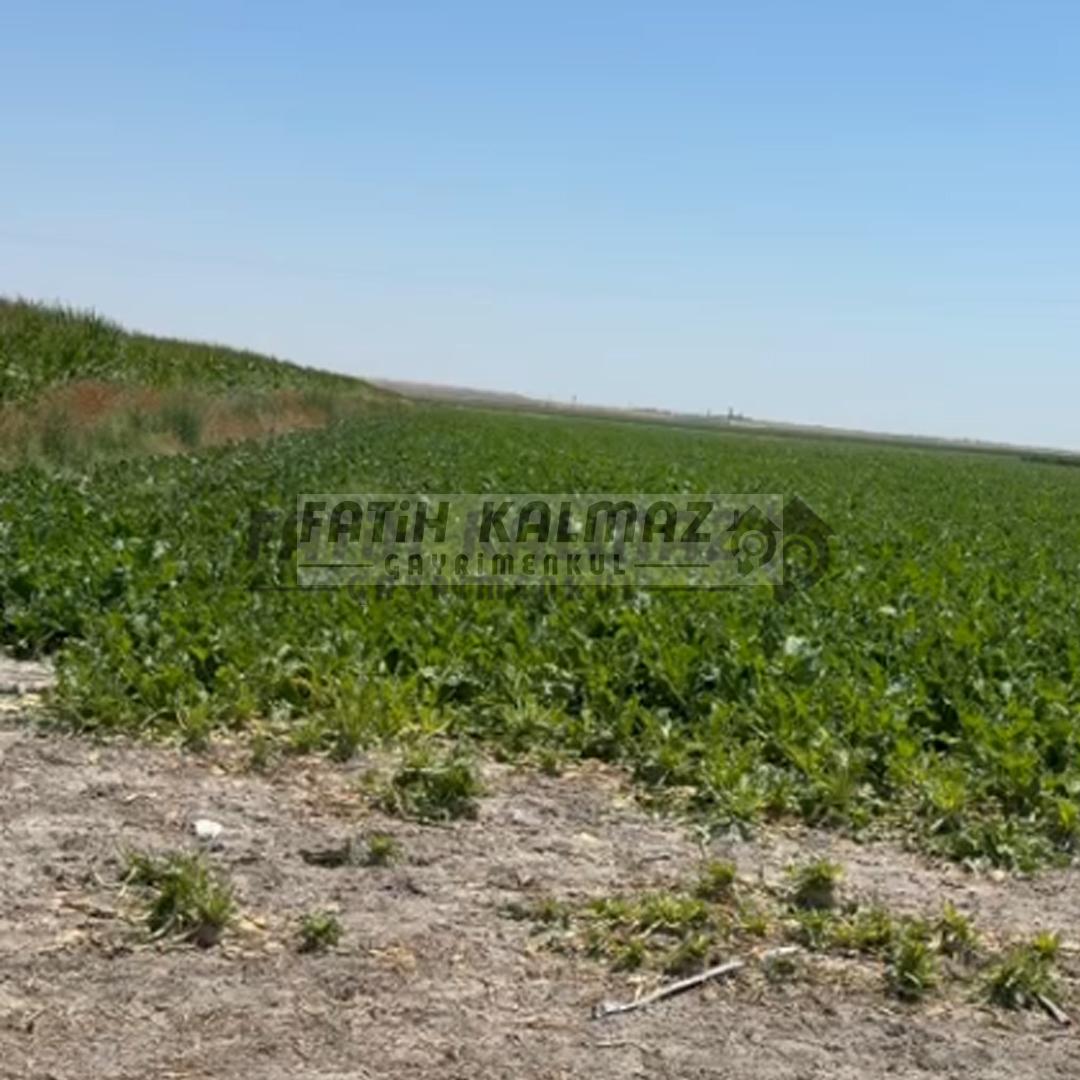 Karatay İsmilde Satılık Sulak Tarla - Toplu Satılık - 309.706 M2