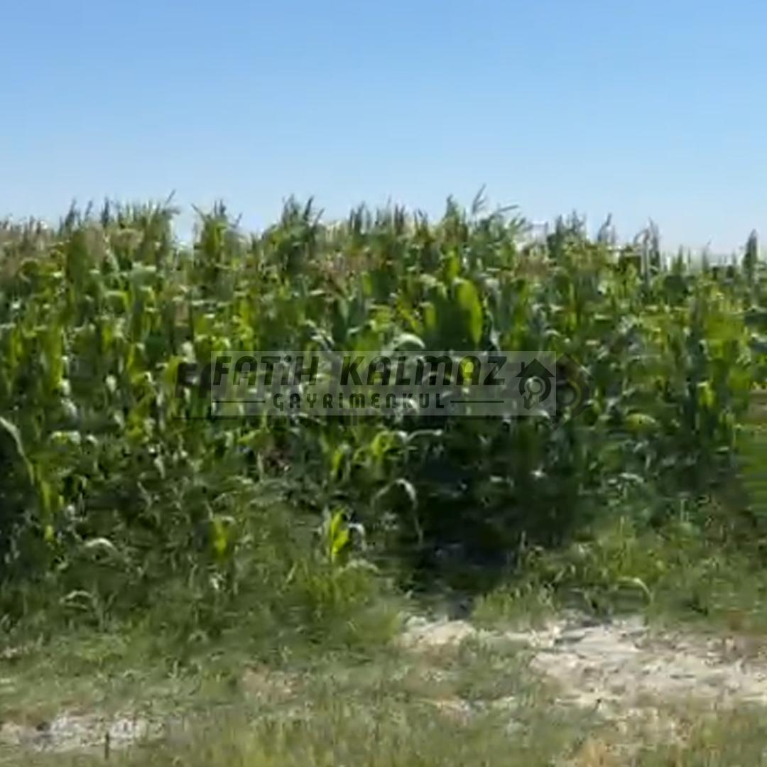 Karatay İsmilde Satılık Sulak Tarla - Toplu Satılık - 309.706 M2